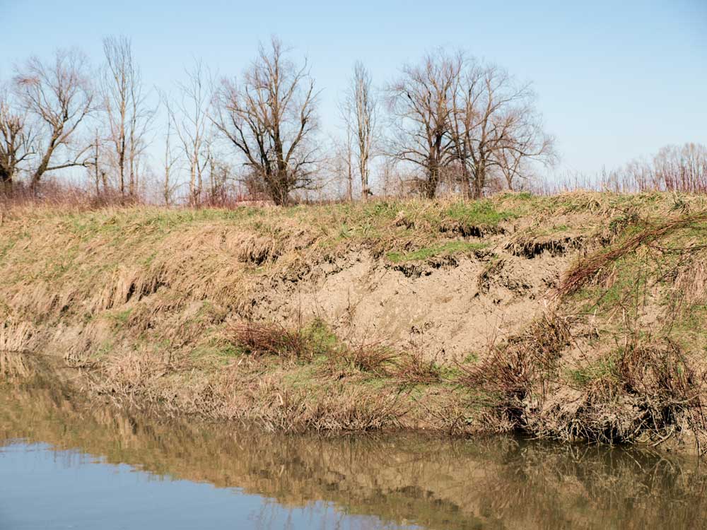 Frana di un argine causata da nutrie