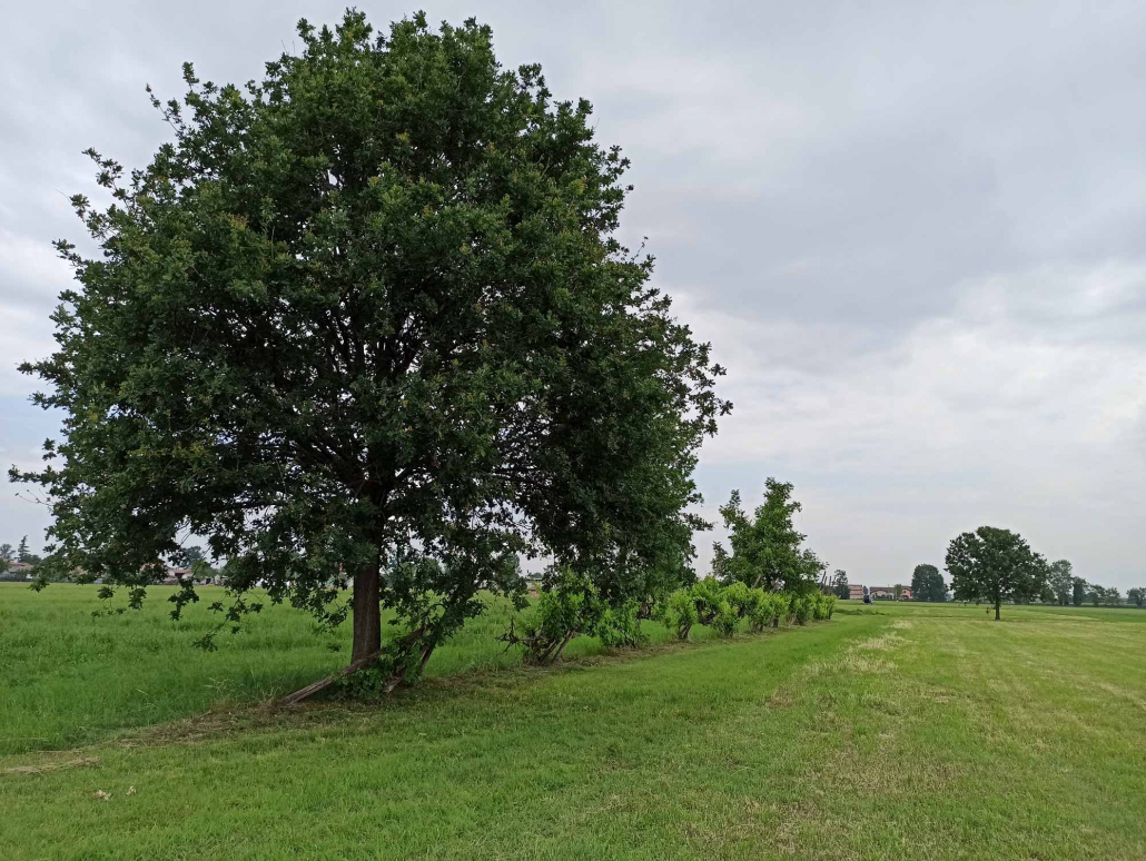 Antico filare tra prati probabilmente appartenente a piantata tipica locale